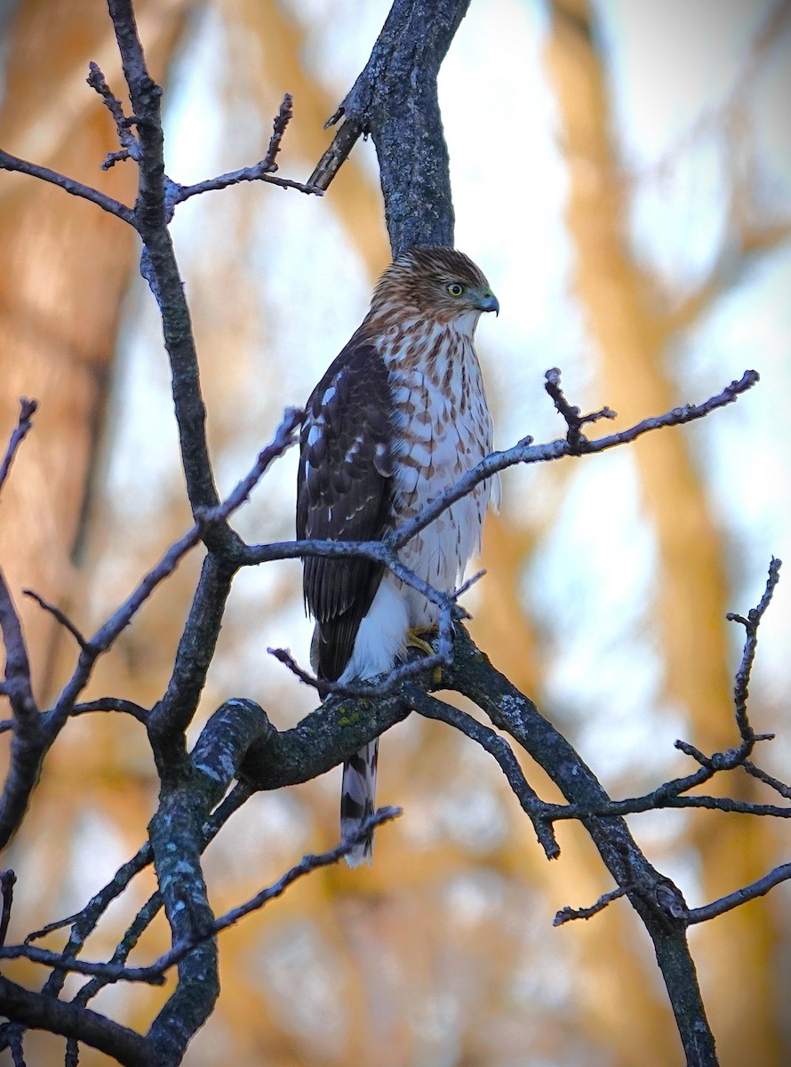 jestřáb americký - ML647301894