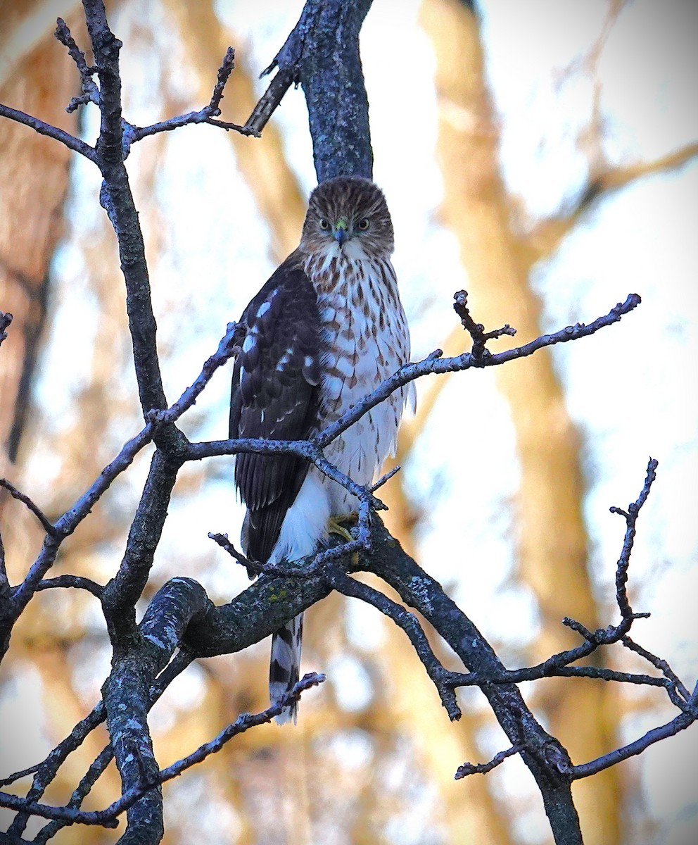 jestřáb americký - ML647301895