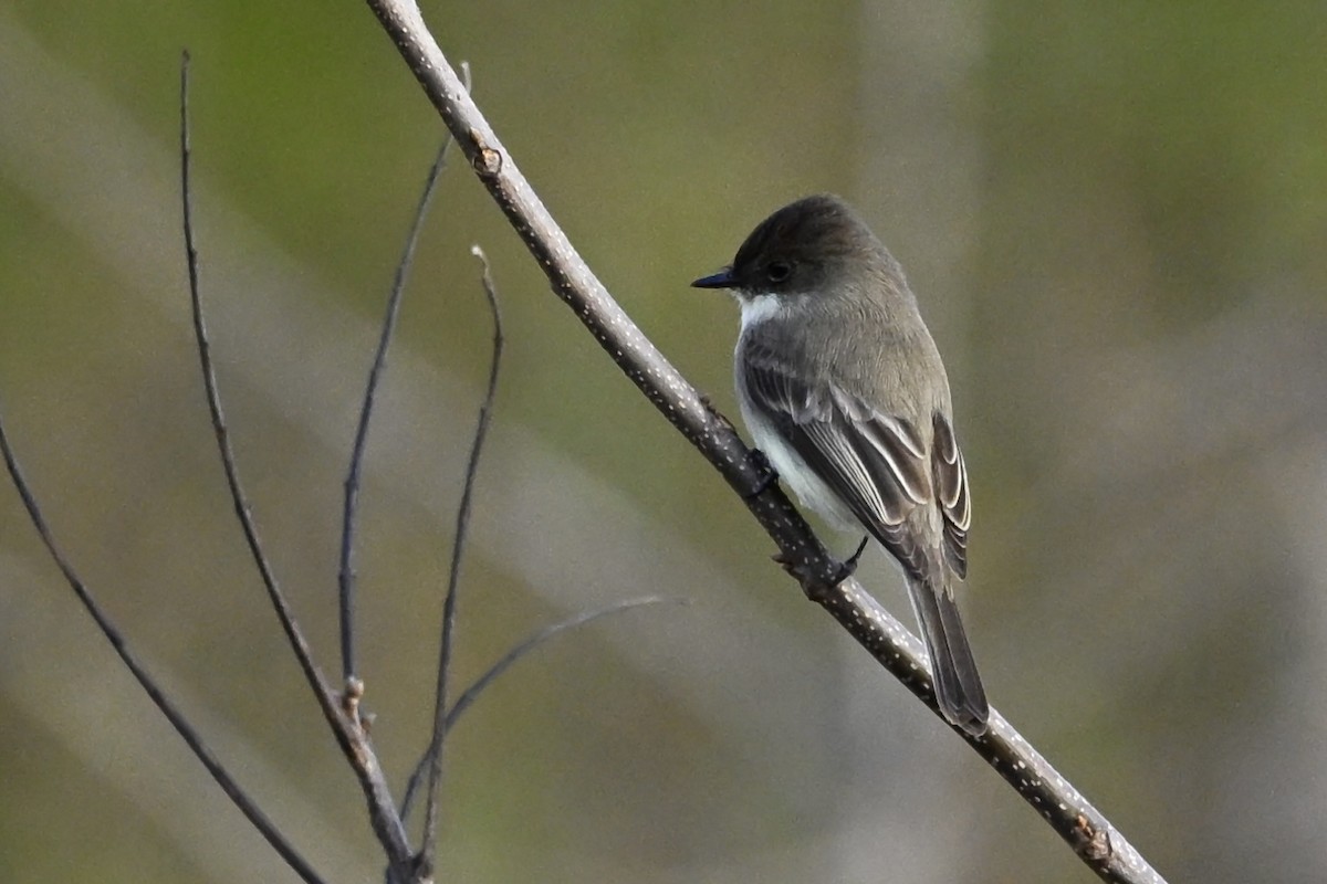 Eastern Phoebe - ML647301898