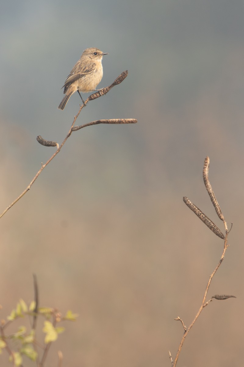 Siberian Stonechat - ML647301916