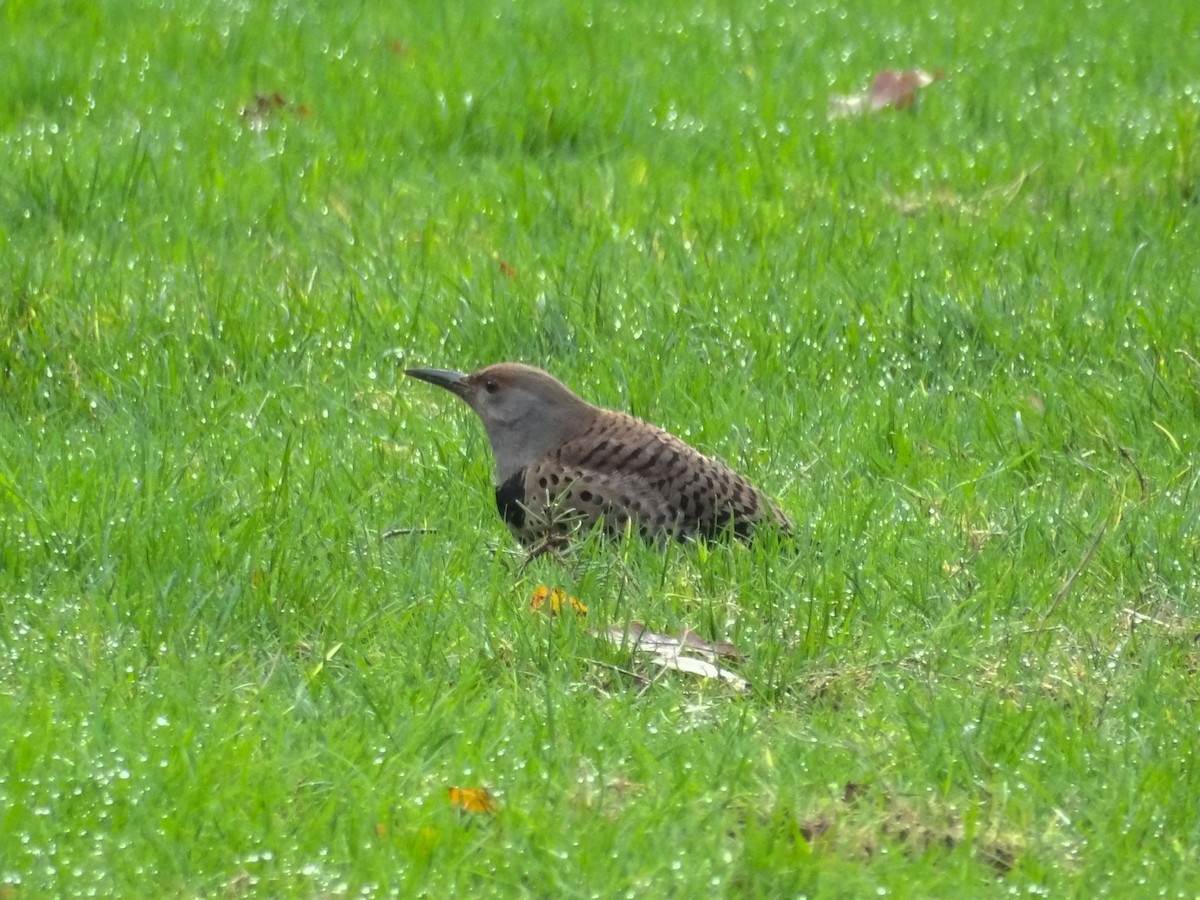 Northern Flicker - ML647301929
