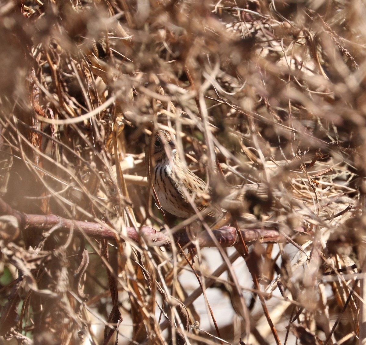 Lincoln's Sparrow - ML647301933