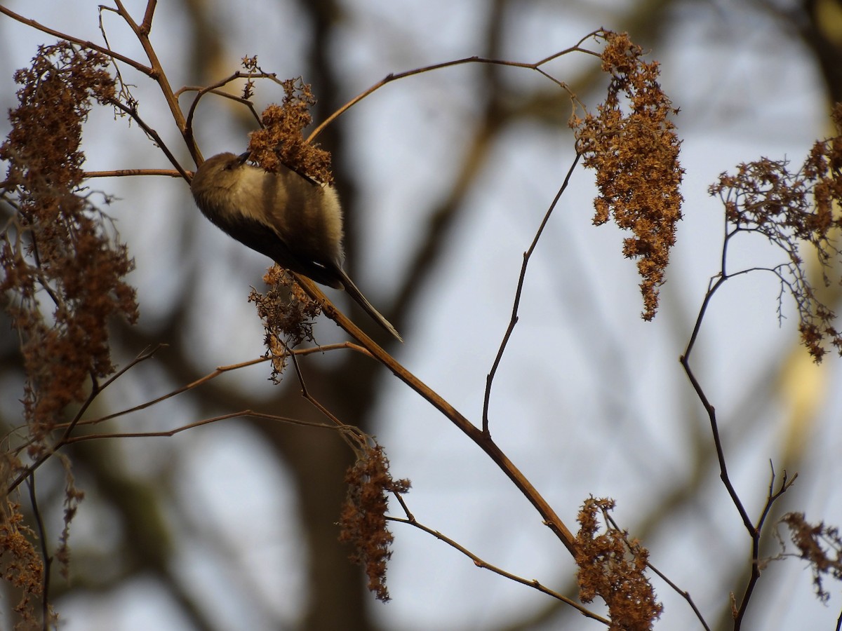 Bushtit - ML647301939
