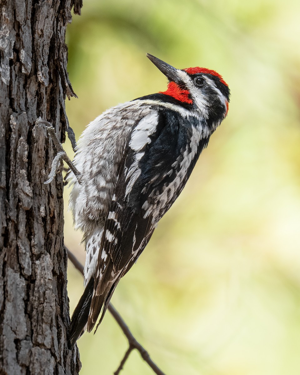 Red-naped Sapsucker - ML647301947