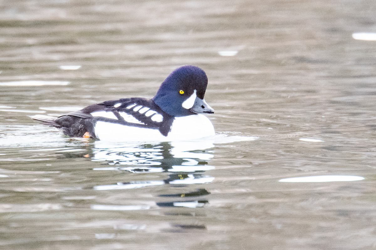 Исландский гоголь - ML647301970