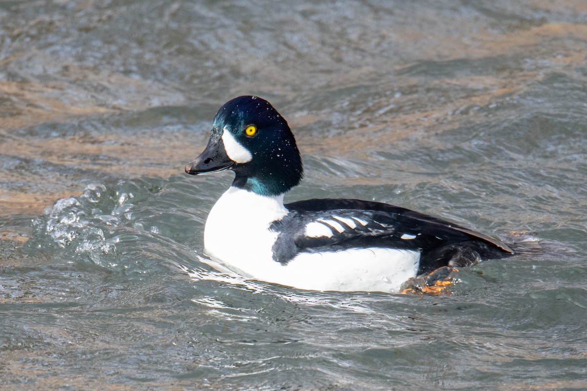 Исландский гоголь - ML647301971