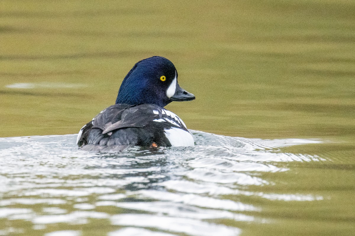 Исландский гоголь - ML647301972