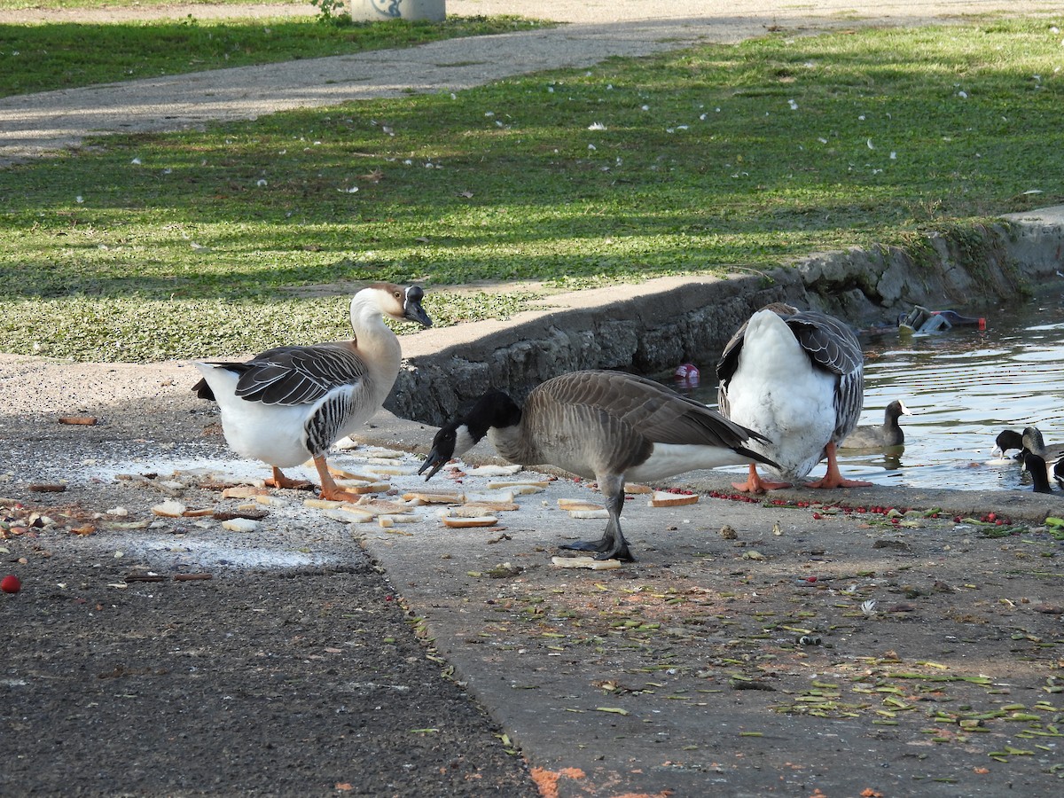 Гуска китайська (свійська) - ML647301977