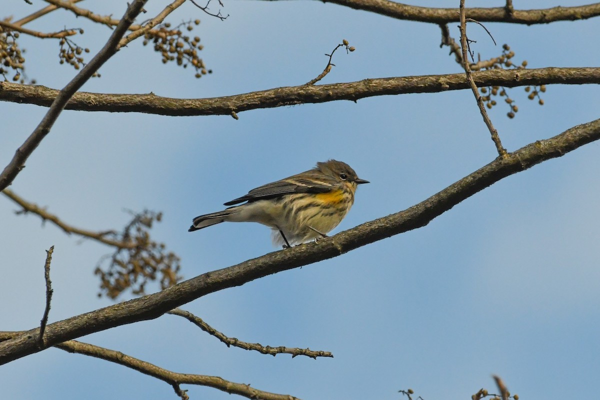 lesňáček žlutoskvrnný - ML647301979