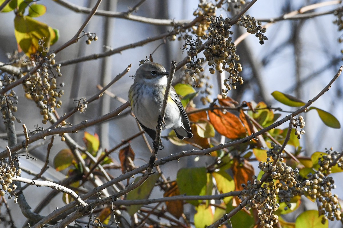 lesňáček žlutoskvrnný - ML647301980