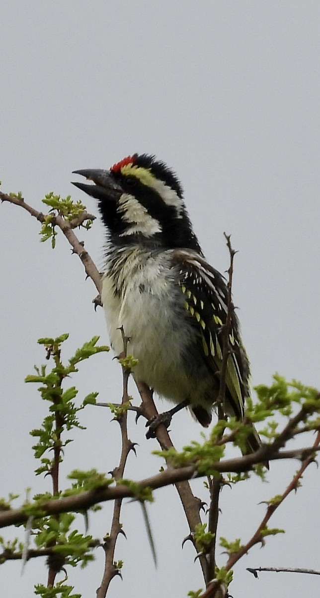 Pied Barbet - ML647301999