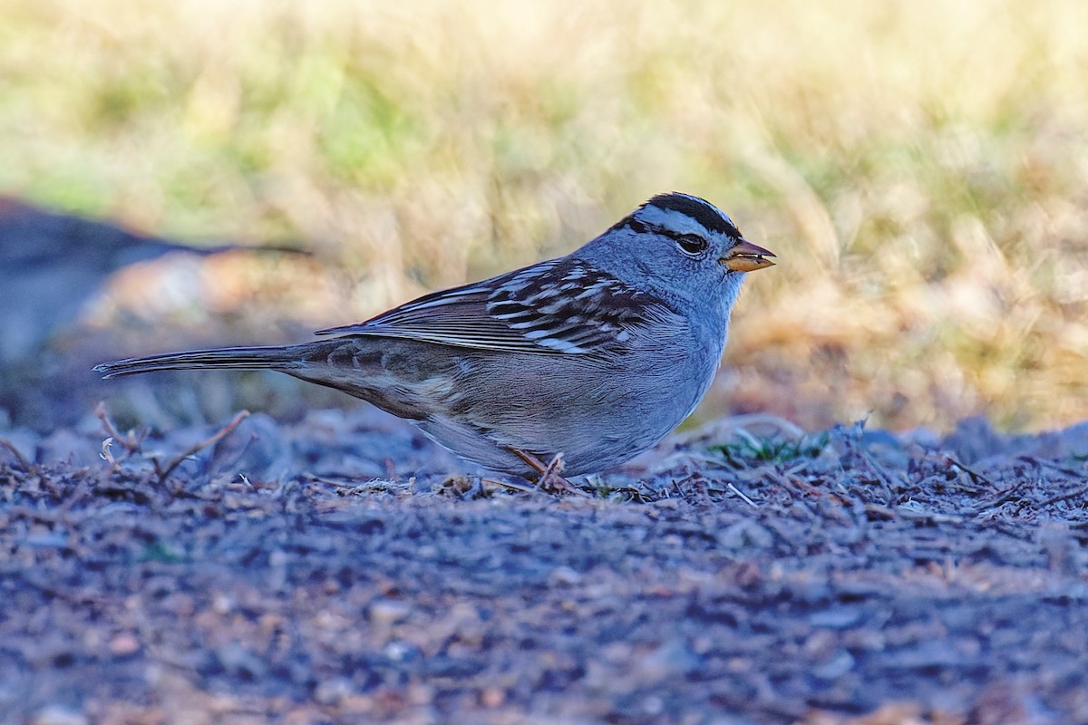 White-crowned Sparrow (Gambel's) - ML647302012