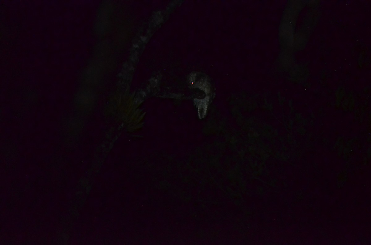 Great Potoo - ML647302013