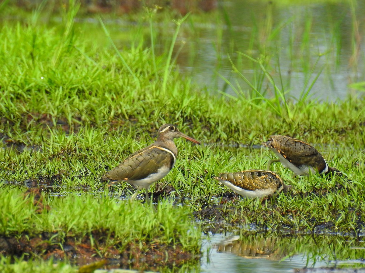 Greater Painted-Snipe - ML647302028