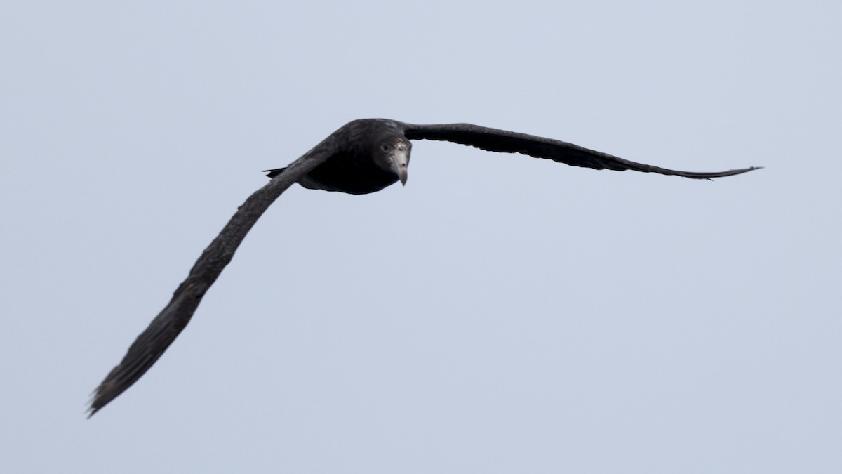 Northern Giant-Petrel - ML647302034