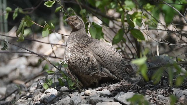 Dusky Grouse - ML647302043