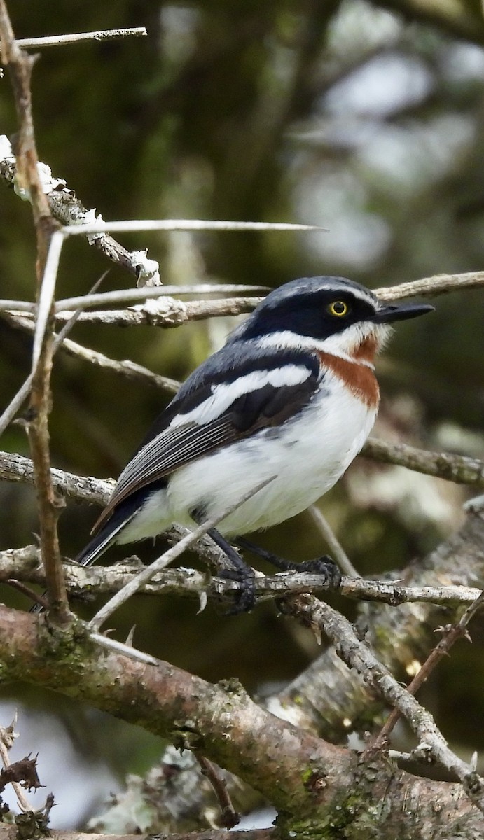Chinspot Batis - ML647302048