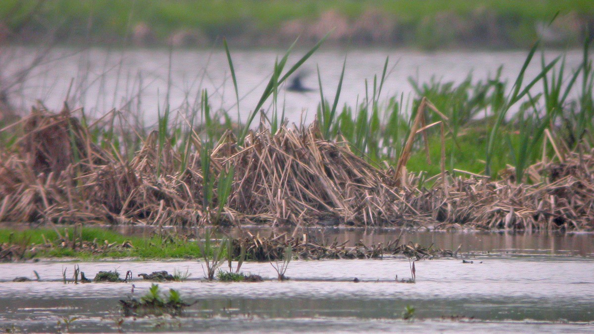 Jack Snipe - ML647302055