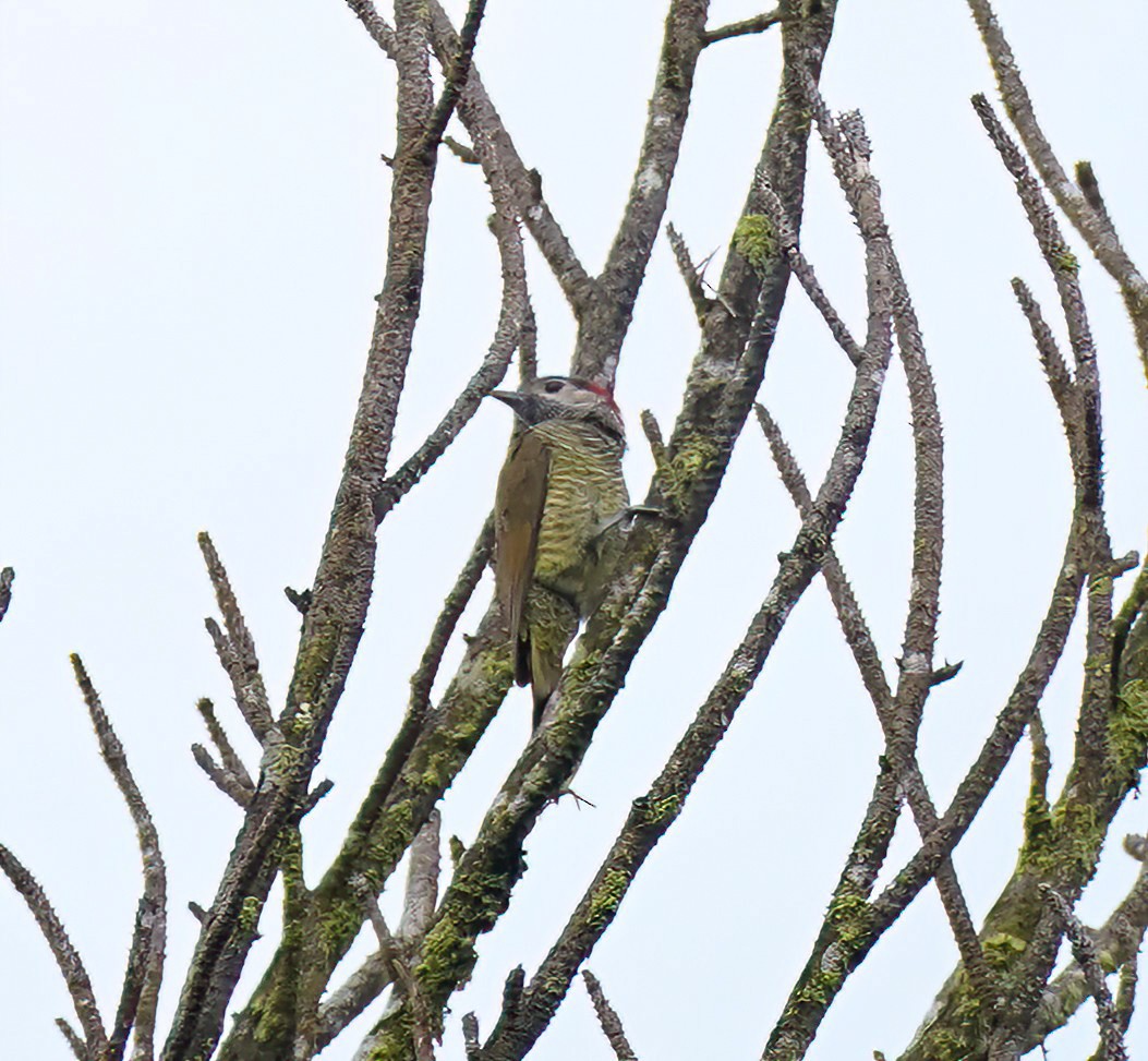 Golden-olive Woodpecker - ML647302056