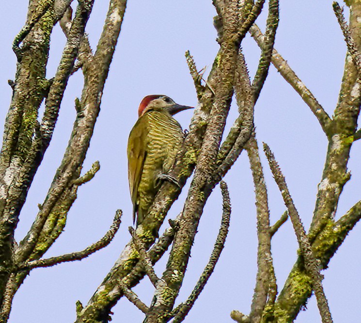 Golden-olive Woodpecker - ML647302057