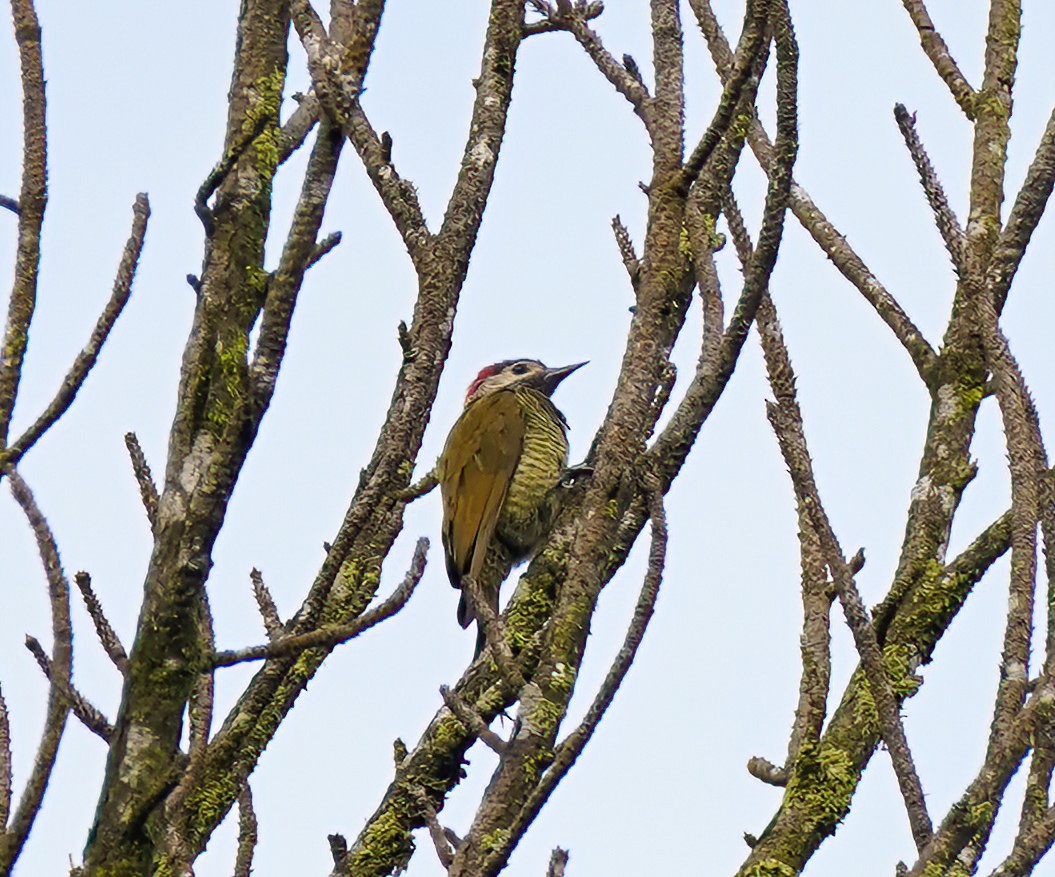 Golden-olive Woodpecker - ML647302058