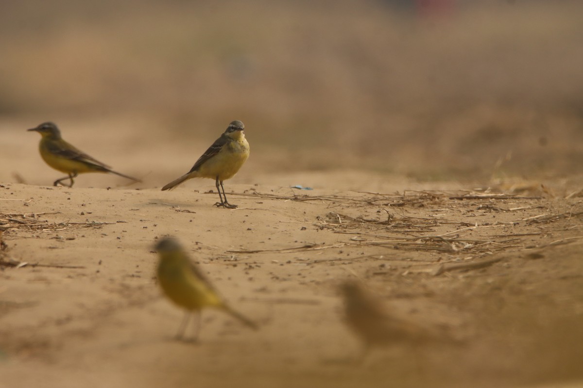 Western Yellow Wagtail - ML647302071