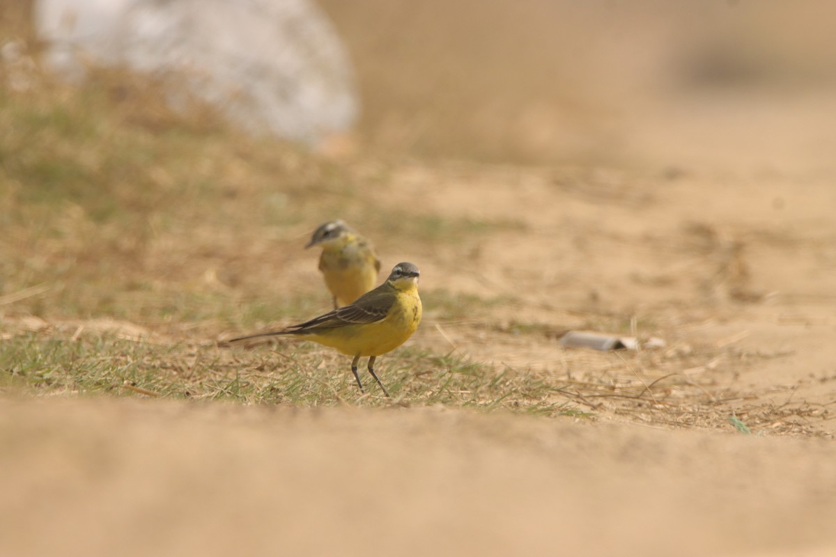 Western Yellow Wagtail - ML647302072