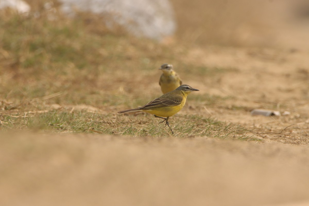 Western Yellow Wagtail - ML647302073