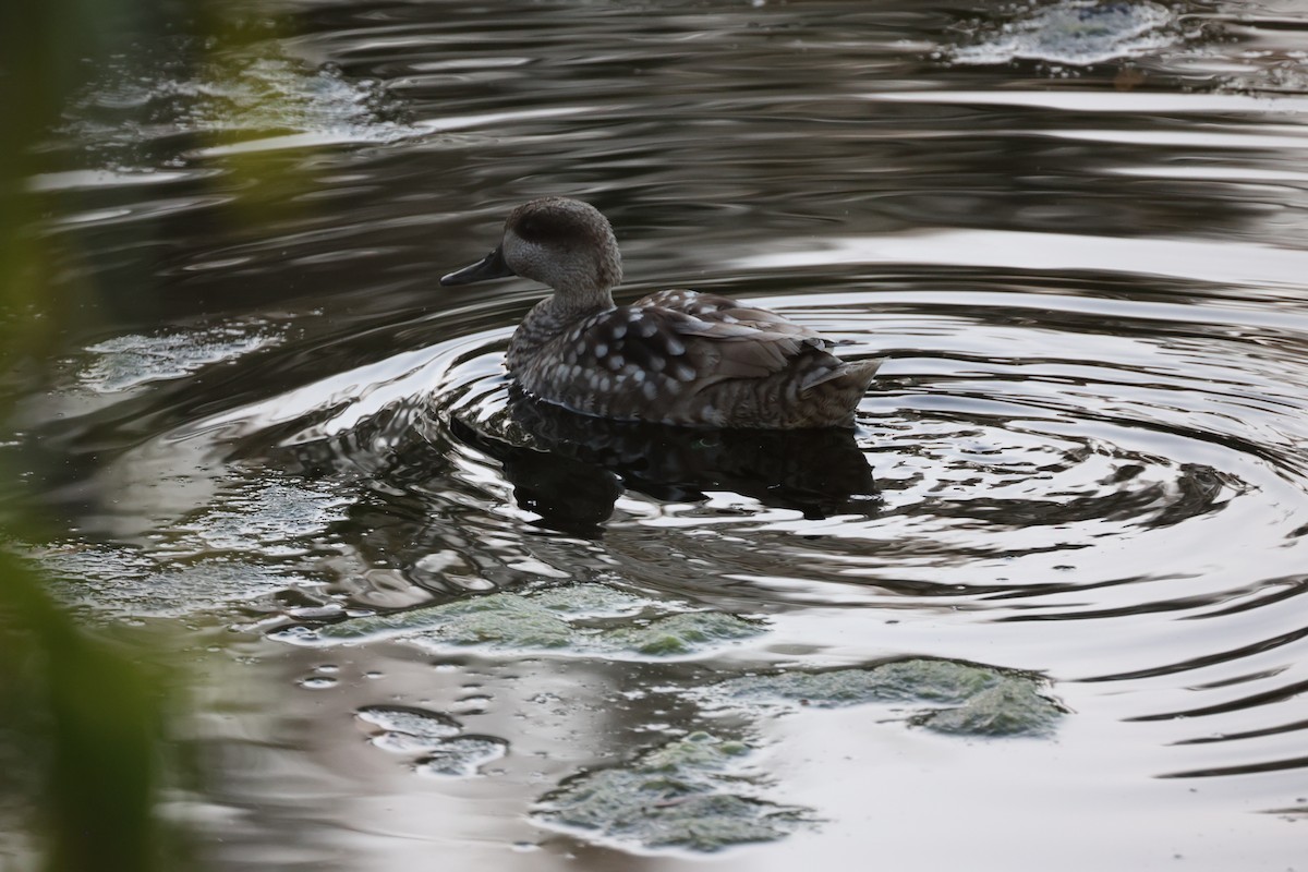 Marbled Duck - ML647302078