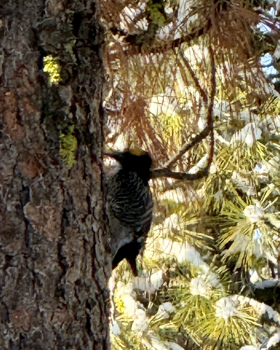 Black-backed Woodpecker - ML647302091