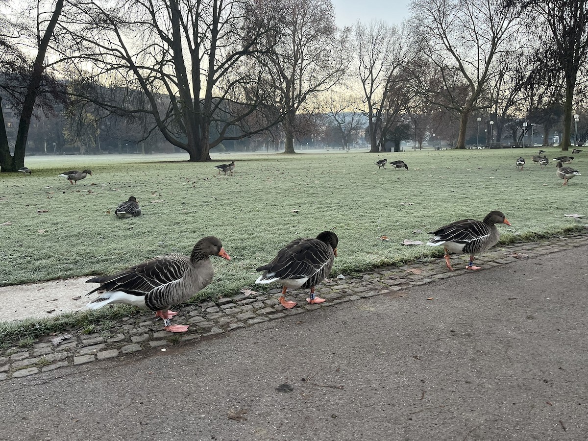 Graylag Goose - ML647302092