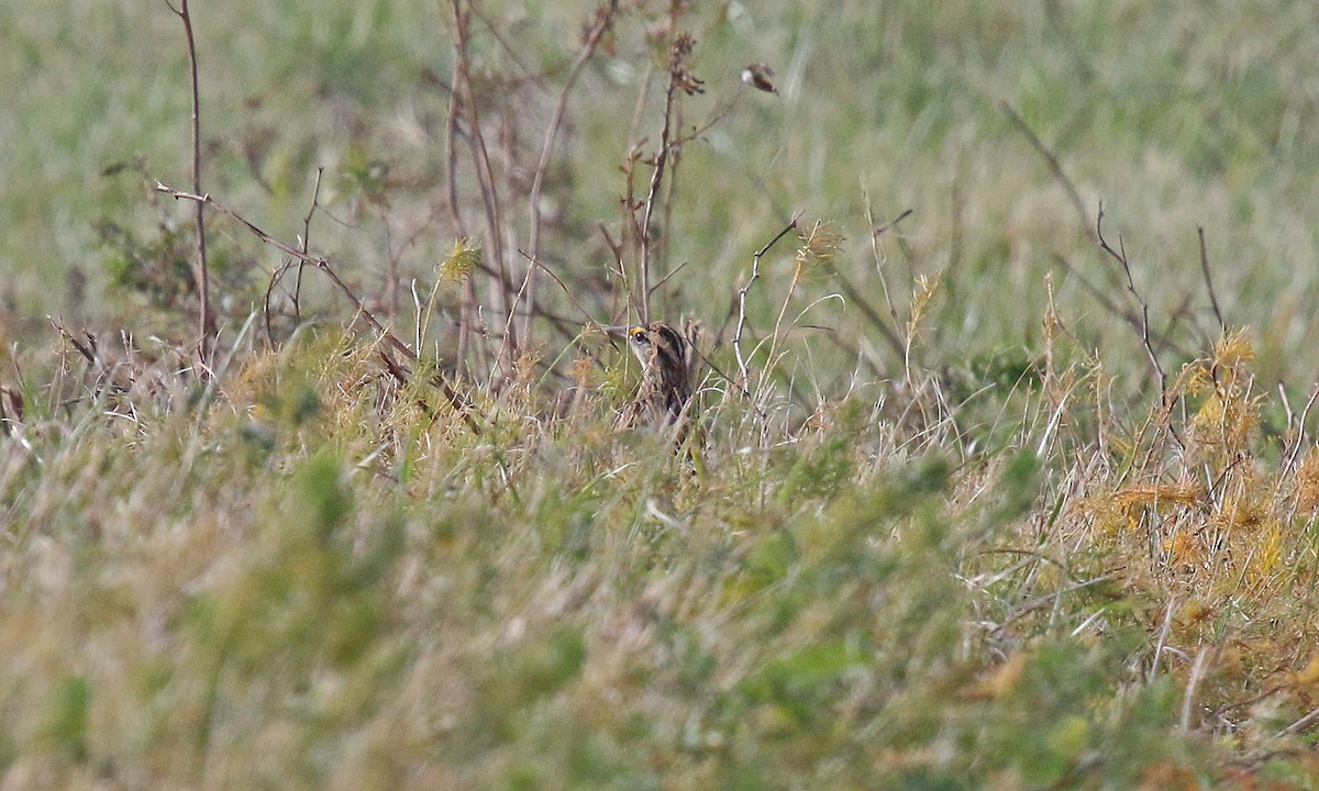 englerketrupial - ML647302093