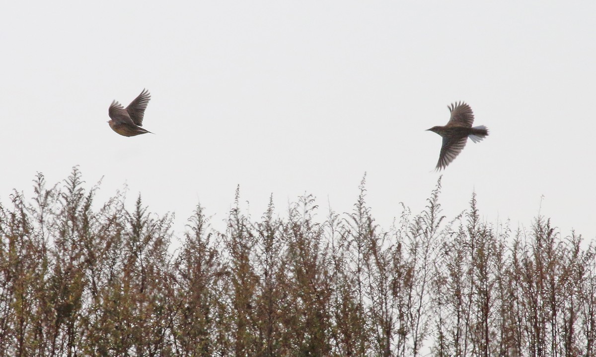 englerketrupial - ML647302095