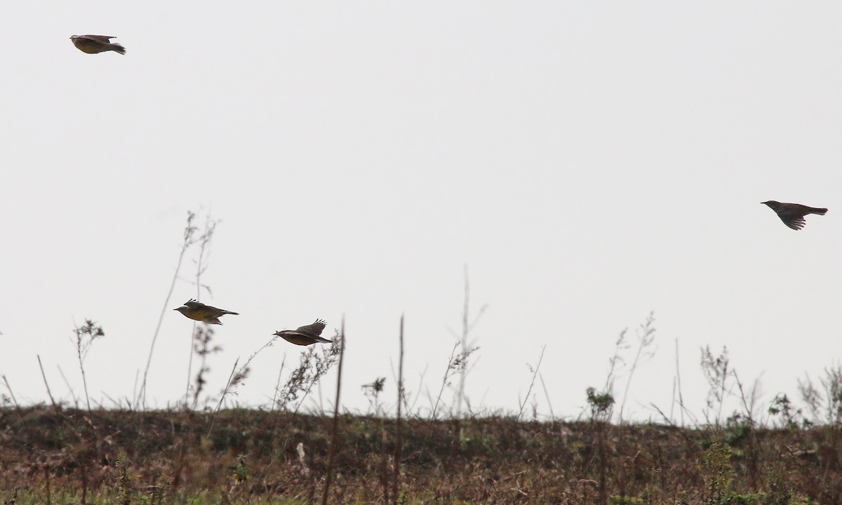 englerketrupial - ML647302096