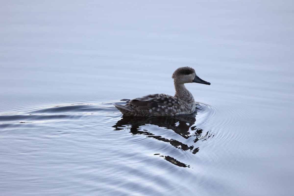 Marbled Duck - ML647302098