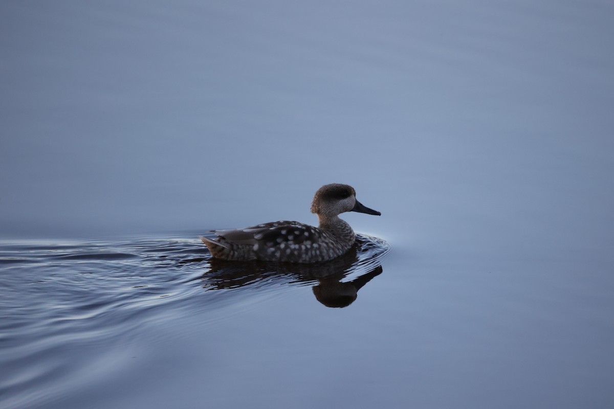 Marbled Duck - ML647302100