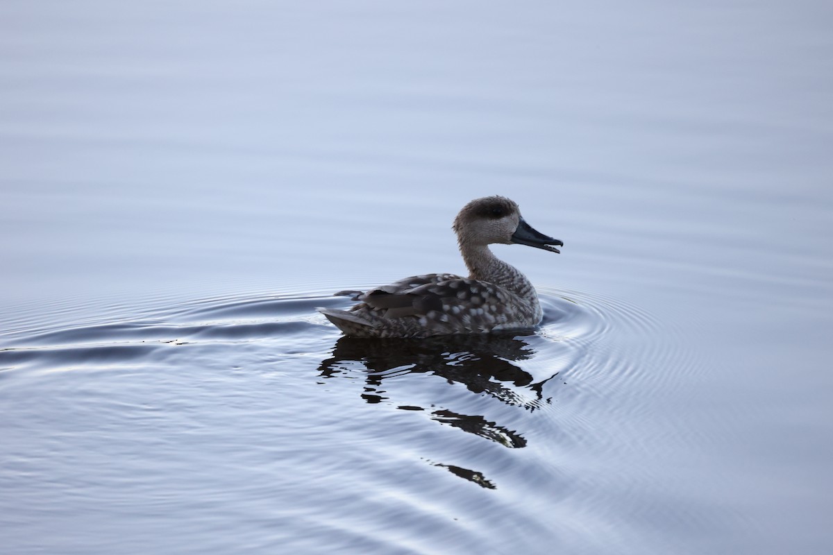 Marbled Duck - ML647302101