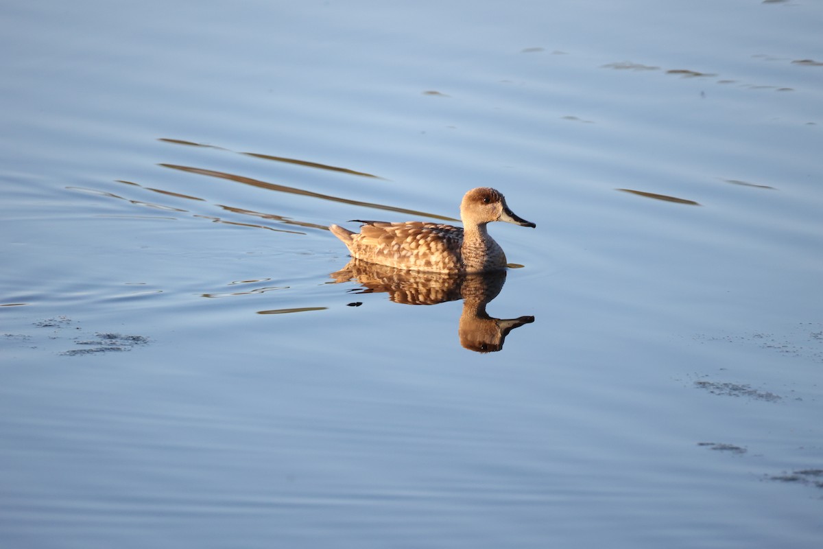 Marbled Duck - ML647302102
