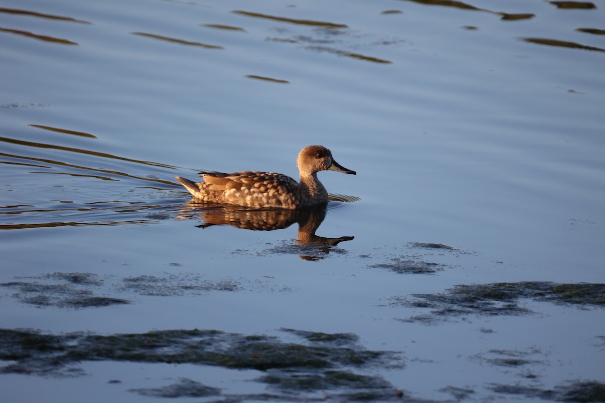 Marbled Duck - ML647302103