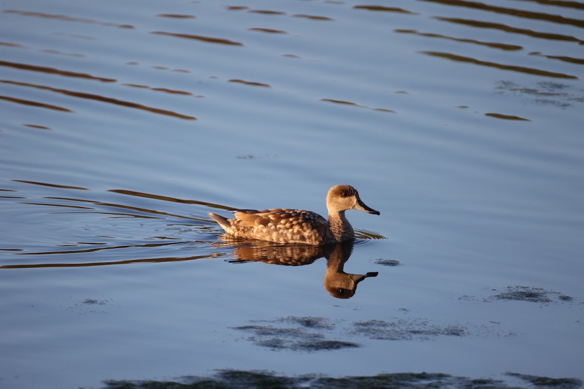 Marbled Duck - ML647302104