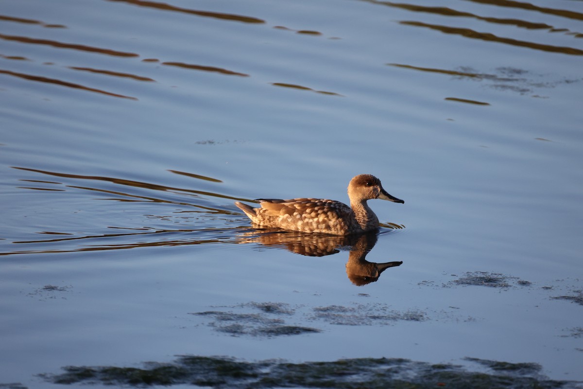 Marbled Duck - ML647302105