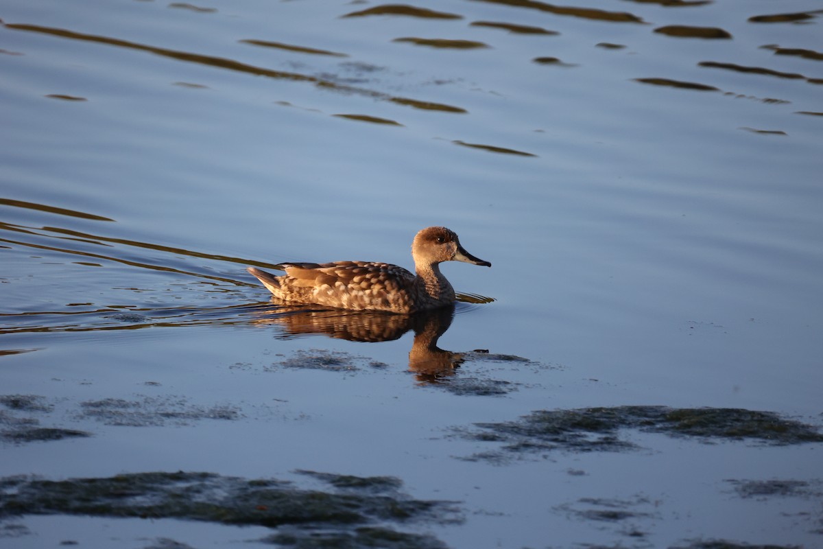 Marbled Duck - ML647302106
