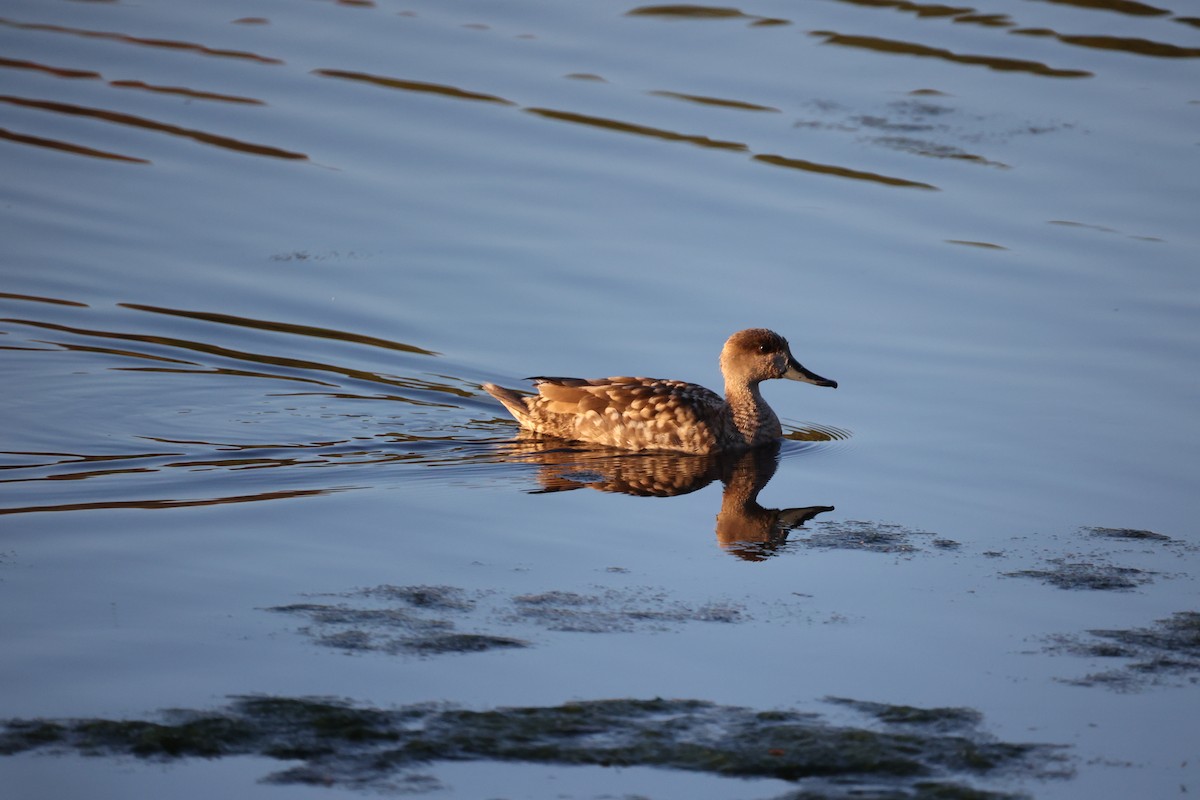 Marbled Duck - ML647302107