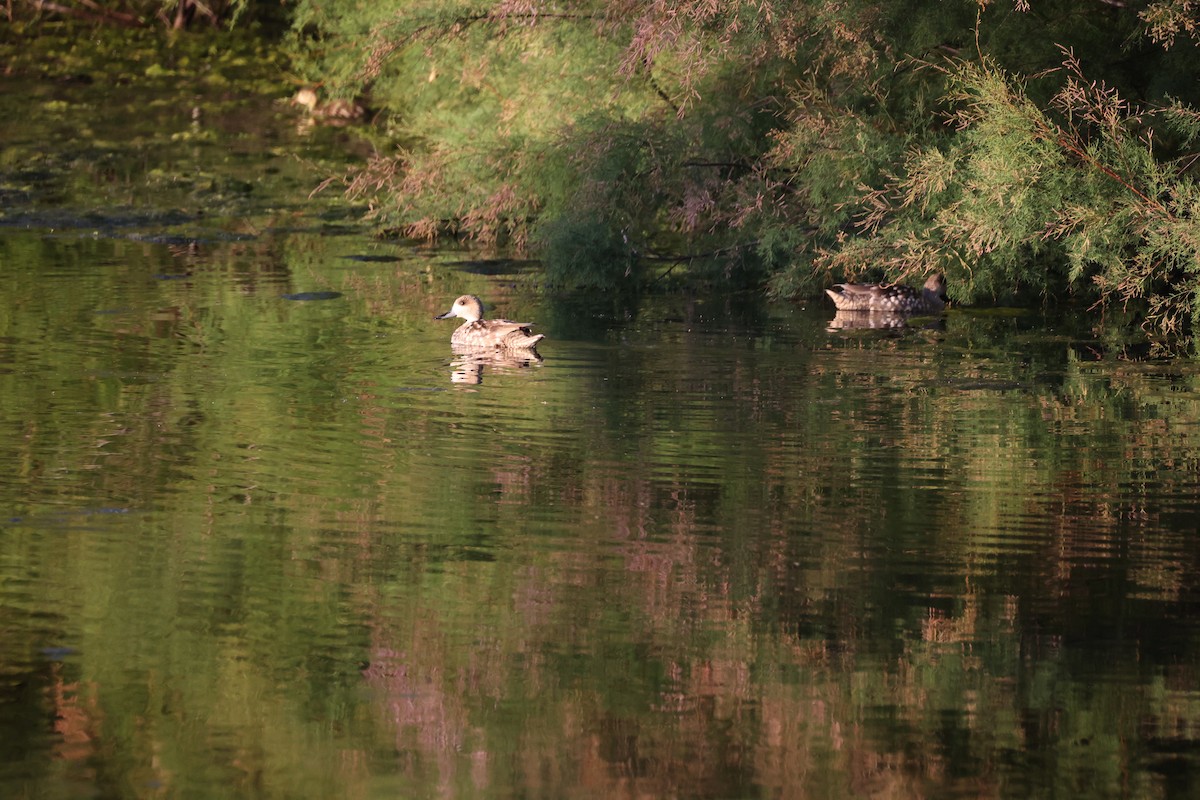 Marbled Duck - ML647302108