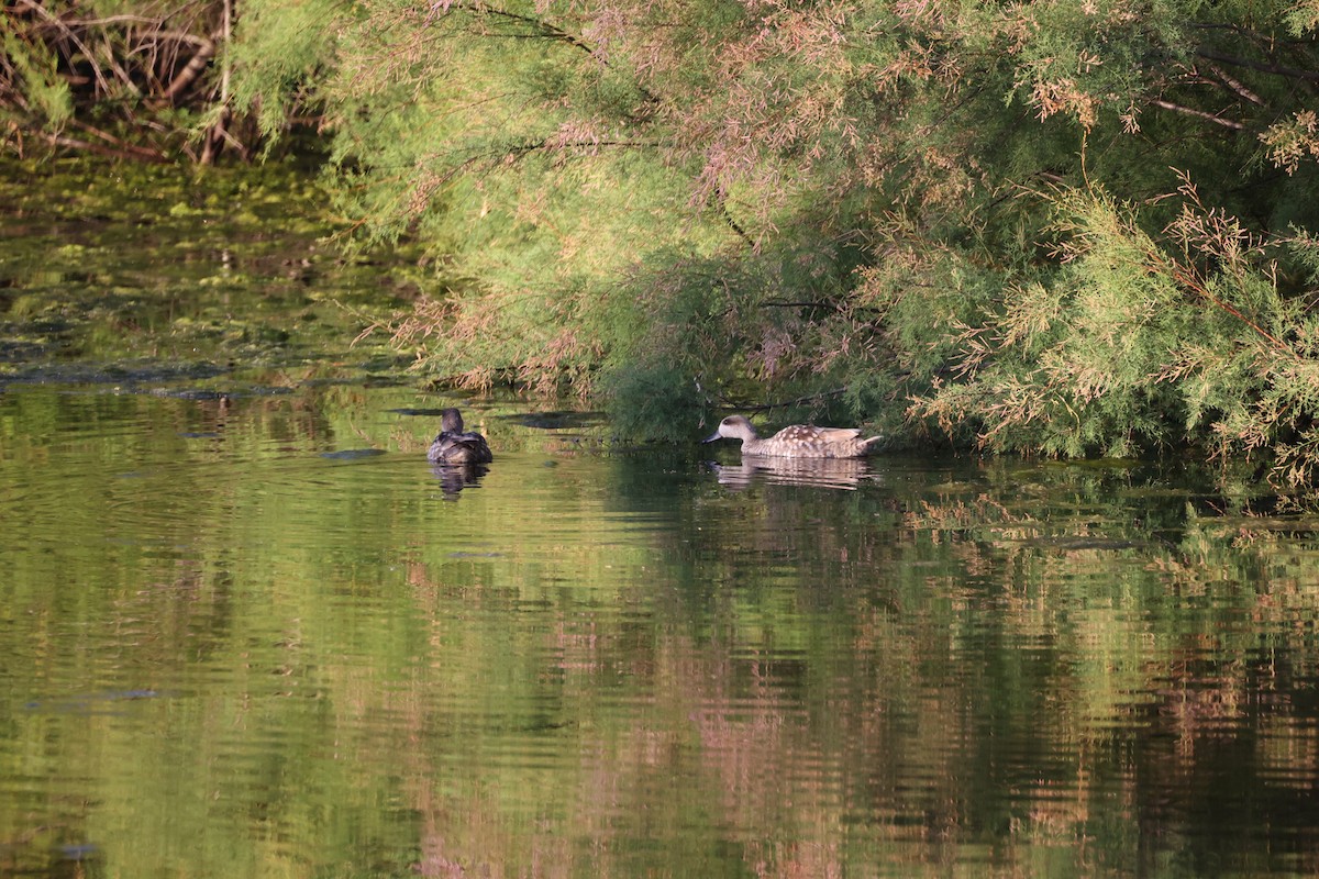 Marbled Duck - ML647302109