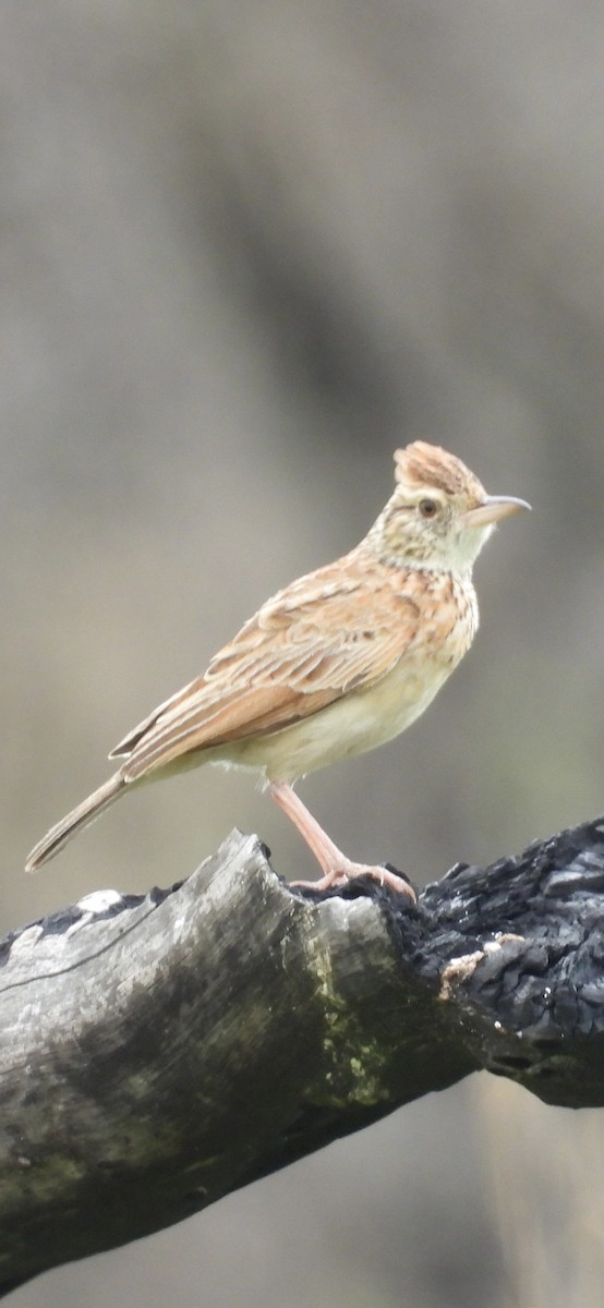 Rufous-naped Lark - ML647302127