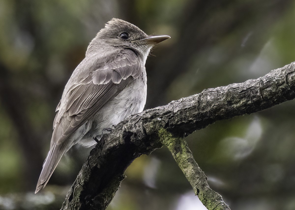 Eastern Wood-Pewee - ML647302128