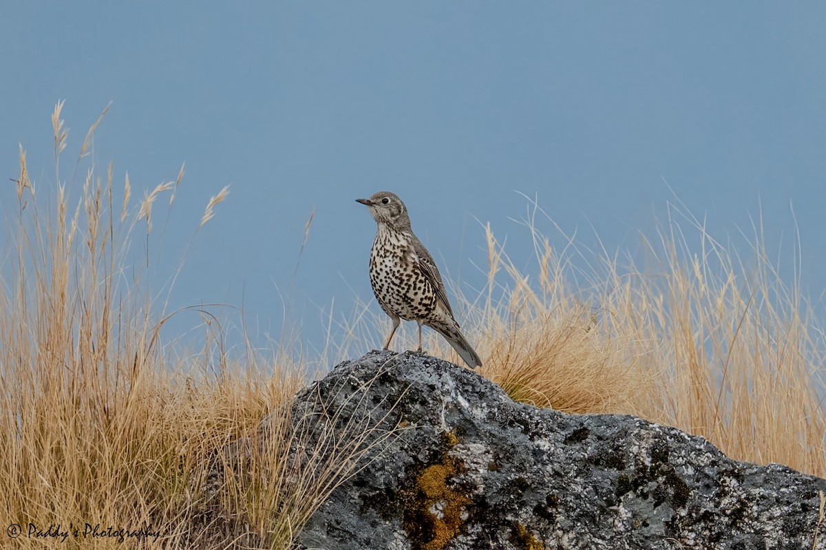 Mistle Thrush - ML647302129