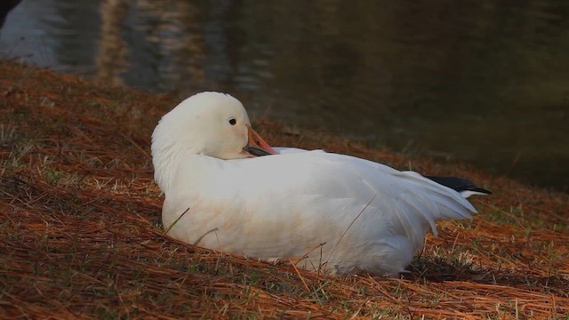 Snow Goose - ML647302160