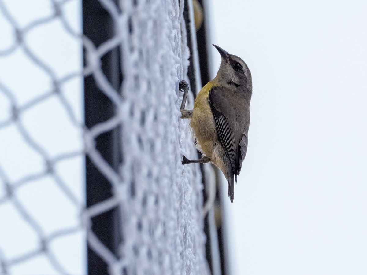 Bananaquit - ML647302171